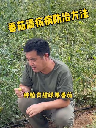 #蔬菜种植#番茄种植