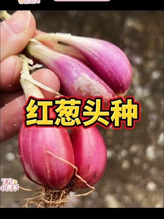 四川红葱头,小香葱,小火葱#红葱头#火葱头