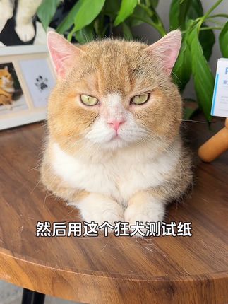 一定要避免被猫狗抓伤咬伤,狂犬病可防不可治!#狂犬病 #科学养宠
