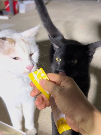 主食猫条清库存100根29.9,来自山东浩克一线大厂生产,且都是功能性主食猫条,保质期还有八个月左右,数量有限养猫朋友别错过