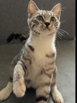 小猫好喜欢跟这个玩