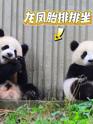难得看到灿阳和妹妹排排坐吃笋笋~可爱的一对龙凤胎~💖 #大熊猫灿阳#大熊猫青阳 #大熊猫璨璨崽 #璨璨崽 #大熊猫龙凤胎