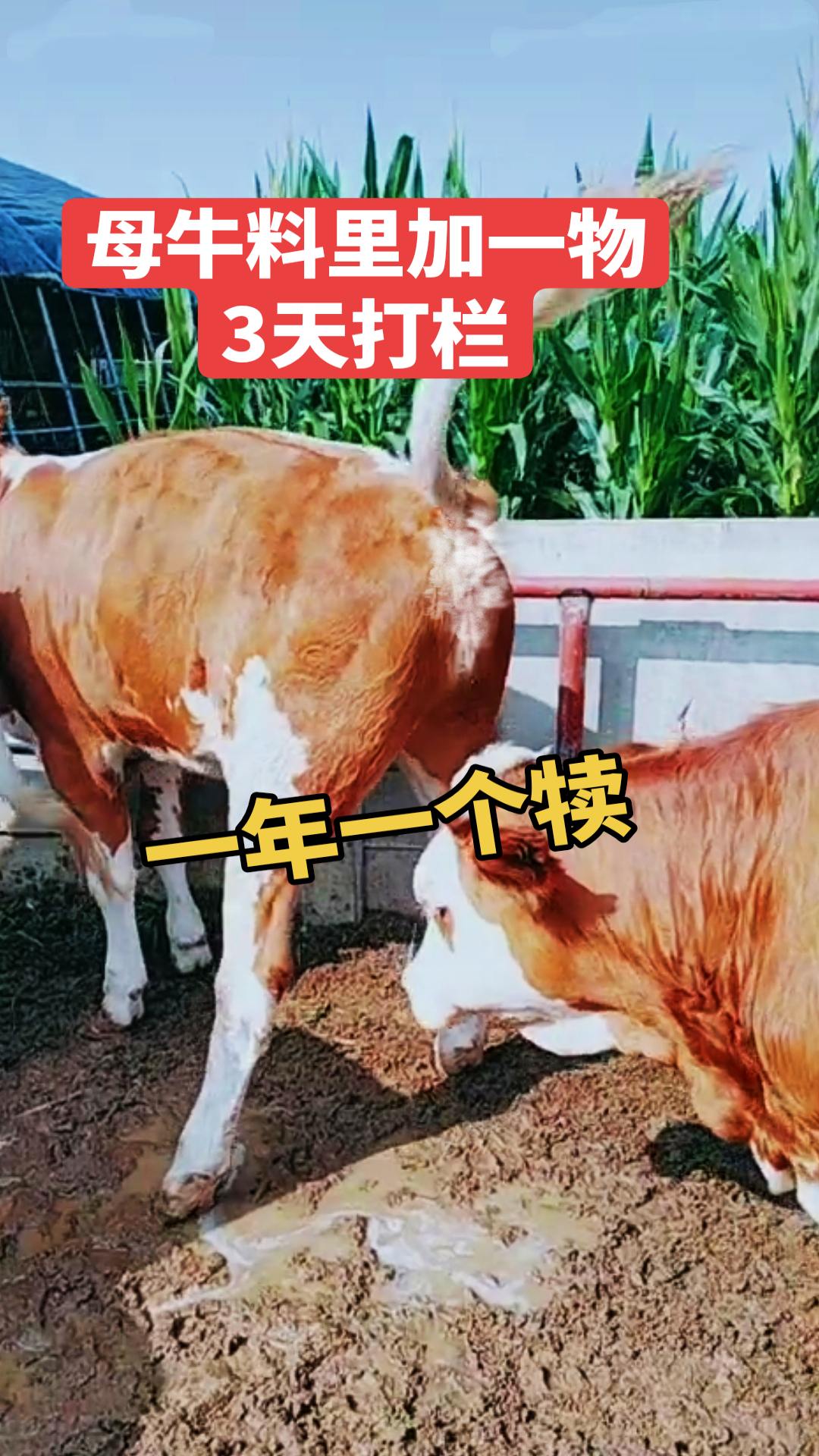 #母牛养殖 #母牛不打栏#母牛配种#繁殖母牛#养牛技术