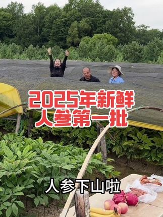 人参的季节到了,给自己加油打气的时候也到了!#人参