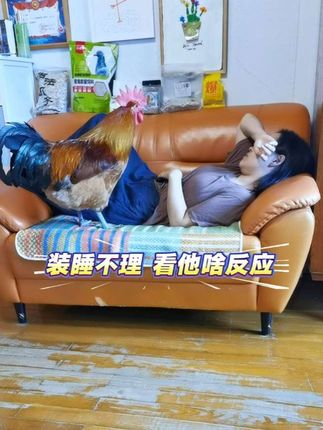 最近患上了一种叫“秋乏” 的病 到点不睡就犯困 连大公鸡也被传染了 #随时随地标记一下 #养宠人的治愈谁懂啊 #网红公鸡搞笑视频 #宠物鸡 #春困秋乏