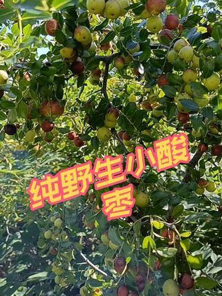 快来一起尝个鲜吧,纯野生果子#大自然的馈赠 #自然生态 #新鲜采摘