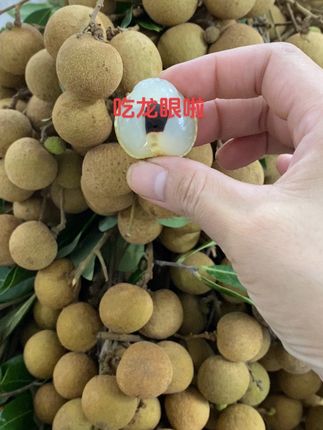#快来一起尝个鲜 #广东茂名龙眼#快来一起尝个鲜 #甜过初恋#现摘现发新鲜到家