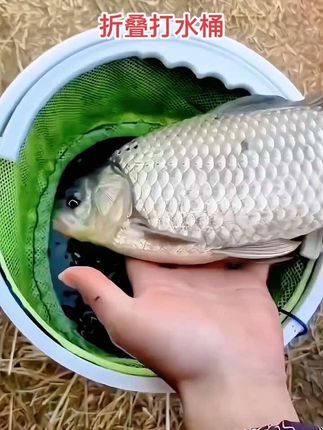 【水桶包邮】钓鱼可折叠打水桶装鱼桶活鱼箱多功能带绳防跳网小鱼桶#打水桶 #可折叠打水桶 #钓鱼打水桶 #超便宜超划算 #户外钓鱼