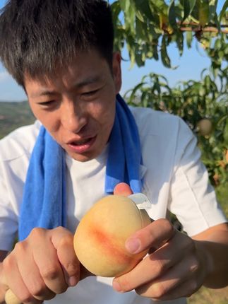 高山白玉蜜桃#新鲜采摘 #强烈推荐 #桃子熟了 #应季水果