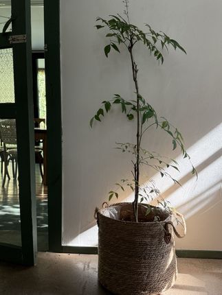 #李羲承符神颜 #旺仔小乔 #赵露思 #张予曦