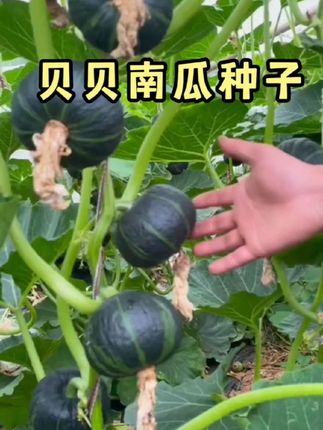 #贝贝南瓜#贝贝南瓜种子