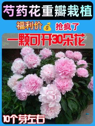 #好物推荐🔥 #芍药花