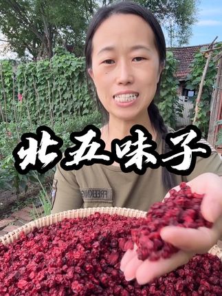 正宗长白山北五味子#五味子 #北五味子