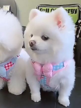 #萌宠 #宠物用品 #狗狗牵引绳#猫猫牵引绳