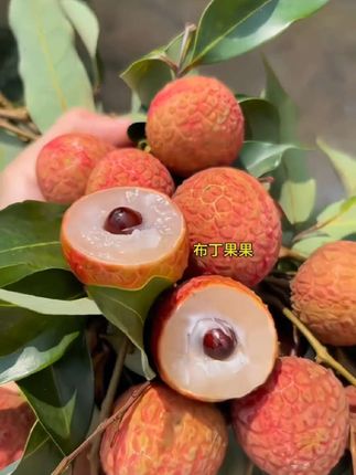 #好吃不贵 #桂味荔枝 #抖音热门 《顺丰冷链》老树桂味荔枝新鲜现摘现发当季 水果包邮1斤/6斤
