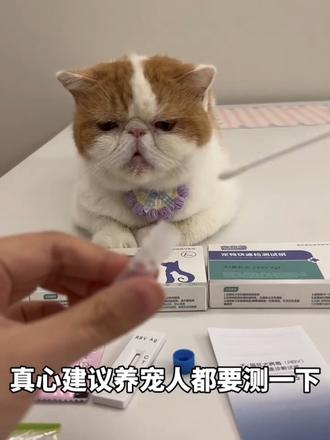 给抓了我手的猫猫测了一下,竟然…#养宠进阶指南 #养宠日常 #狂犬疫苗