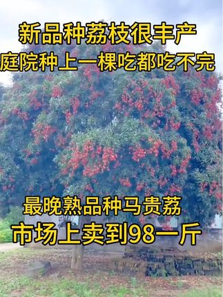 你不会还不知道八月成熟的荔枝吧?它就新品种马贵荔因成熟期在八月中旬左右也叫八月红荔枝,家里有地方的真可以种上几棵#果树 #水果种植 #新农人计划 #助农 #晚熟荔枝