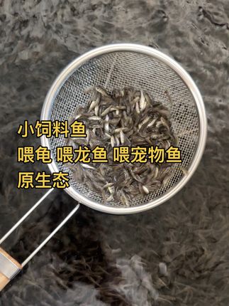 喂宠物鱼乌龟吃的小鱼#观赏鱼 #养鱼 #养鱼人 #鱼 #猛鱼