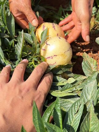 树上自然成熟的人生果 肥料用的是人生果本身作为养份#新鲜采摘 #我的乡村生活 #果园实拍 #新农人计划 #果园采摘