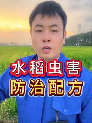 水稻虫害防治配方,#水稻虫害防治#病虫害防治 #防治卷叶螟稻飞虱钻心虫