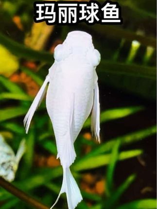 桌面鱼缸小彩虹来啦!玛丽球鱼圆滚滚像小炮弹🐠银白、橘红的身子游动时蹦蹦跳跳,点缀鱼缸像撒了把可爱糖豆。不挑水质好养活,新手也能轻松hold住,还会悄悄啃食水面油膜,帮鱼缸保持清爽。把这份灵动活力带回家,让每天都能看见水中的治愈小跳豆~🛒#神奇动物在抖音 #萌宠成长记 #玛丽球鱼 #鱼缸里的大自然 #养鱼日记