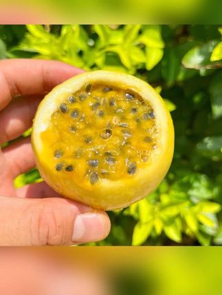 黄金百香果钦蜜新鲜正宗香甜多汁孕妇水果优质宝宝辅食#百香果 #水果 #黄金百香果 #多汁水果