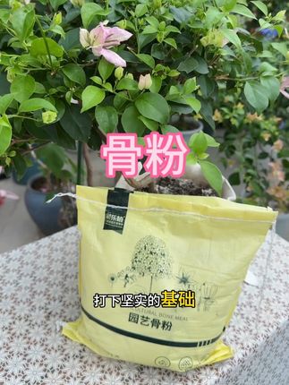 骨粉高磷高钙,促花促蕾,骨磷高钙,所有的花都可以用#爱生活爱养花 #养花小窍门 #养花达人 #骨粉#养花小知识