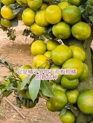 青皮蜜桔甘甜多汁#果树苗 #青皮蜜桔 #果树种植