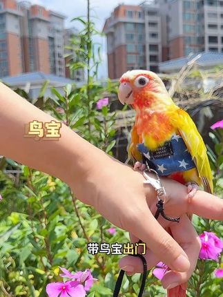 带鸟宝出门,个位数背带放绳安排上,各类鹦鹉都有合适的尺寸。#鹦鹉#鹦鹉背带放飞绳 #鹦鹉放飞绳 #鹦鹉用品