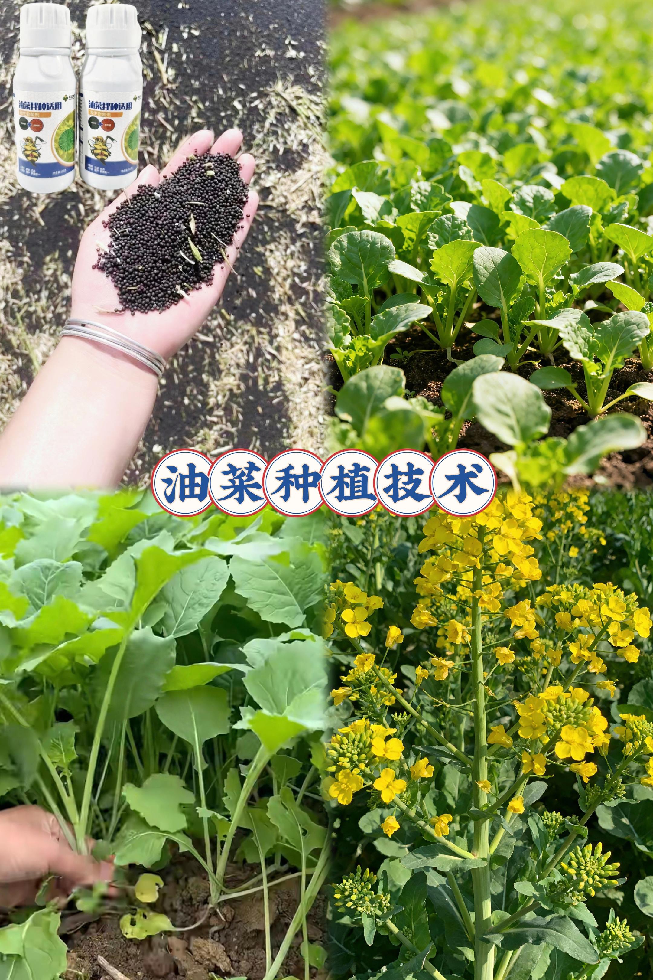 #种植小知识 #农业种植技术 #拌种剂 #优质农产品 #油菜种植技术