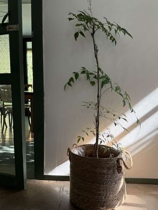 #李羲承符神颜 #旺仔小乔 #赵露思 #张予曦