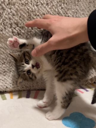 太好啦~我有小猫咪可以欺负!!!#小奶猫 #萌宠 #猫咪的迷惑行为 #万物可爱计划 #酸奶蓝莓喵