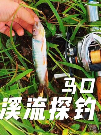 溪流探钓马口#马口 #马口竿 #溪流钓 #路亚野钓 #路亚