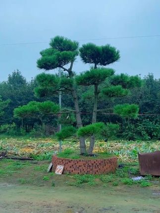 高3.8米 冠幅3.6米#黑松 #庭院景观 #别墅景观 #园林景观 #景观松