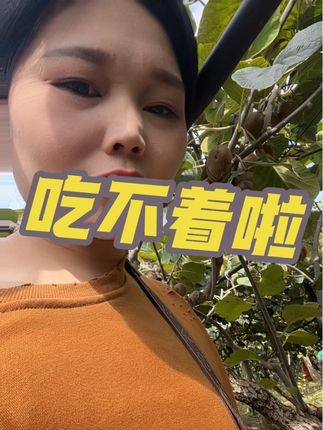 新鲜采摘应季水果,陕西正宗徐香猕猴桃,口感香甜,鲜嫩多汁,吃过的都说好
