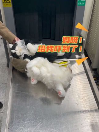 仿真布偶陪伴机器猫有哪个小朋友会不喜欢的? #玩个很新的东西 #让孩子远离手机 #自己玩的不亦乐乎 #生日礼物天花板 #送给自己的礼物🎁