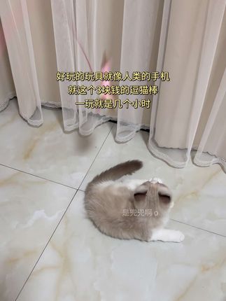 好玩的玩具就像人类的手机#猫玩具 #逗猫神器