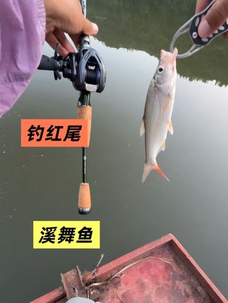 路亚新手可以试试这个钓翘嘴青稍红尾非常好用的溪舞鱼! #谭谭爱钓鱼