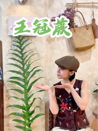这是我养过看上去最特别,实际却最好养的绿植,我愿称它为永远的神,它就是王冠蕨 #绿植 #室内绿植 #种草激励计划 #每日分享 #治愈
