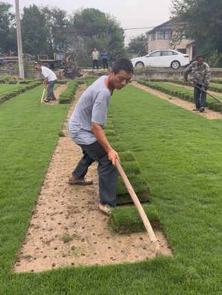 马尼拉#别墅庭院植物 #庭院设计施工 #别墅庭院 #立体绿化