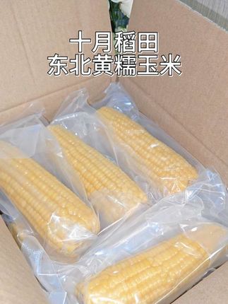 十月稻田的头茬东北黑土地#黄糯玉米 真的太好吃了,每一个都颗粒饱满,拿来当早餐太合适了!#十月稻田黄糯玉米 #软懦香甜