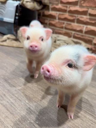 三胞胎🐷🐷🐷 #萌宠 #萌到爆炸💥 #可爱到爆了 #小猪猪🐷 #可爱到爆炸💥