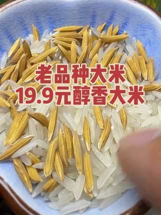 今年新米抢鲜吃~江西万安生态米,从稻田到餐桌就这一步 刚收完稻谷的万安稻田还冒着烟火气,今年的新米就赶着上路啦~ 不是普通米哦:长在地理标志认证的田里,全程鸭田共生(鸭子吃虫施肥,不用化学的东西),每粒米都长得细长饱满。 最关键是现磨现发!脱壳带着米糠香,真空袋一拆,秋收的谷物香直接窜出来~煮米饭颗颗带米油,不粘不散;熬粥浮着一层凝脂,抿着又稠又甜,这是陈米比不了的新鲜劲儿。 我们是源头直供,没有中间环节,就是想让大家花实在钱,吃到刚离田的鲜米。 秋凉了,给家人煮碗热乎新米饭吧~放心拍,收到不满意随时找我~ #三农 #抖音助农 #万安新米 #长粒鲜米#长粒香大米