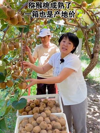今年猕猴桃成熟了,新鲜采摘,软吃香甜多汁#猕猴桃 #优质农产品 #快来一起尝个鲜