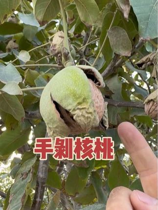 我们纸皮短核桃手剥即开,吃核桃不用夹子