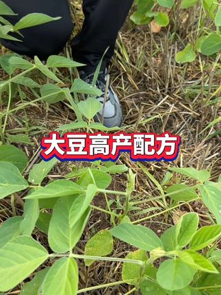 大豆籽粒饱满高产配方 #大豆种植管理 #农业种植 #大豆粒粒饱 #农资肥料
