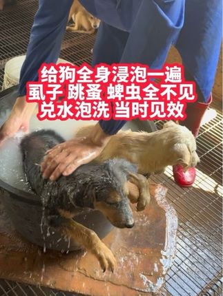 给狗全身浸泡一遍,虱子 跳蚤 蜱虫全不见 #狗狗驱虫大作战 #除癞灵 #养狗经验分享 #养狗人 #创作灵感
