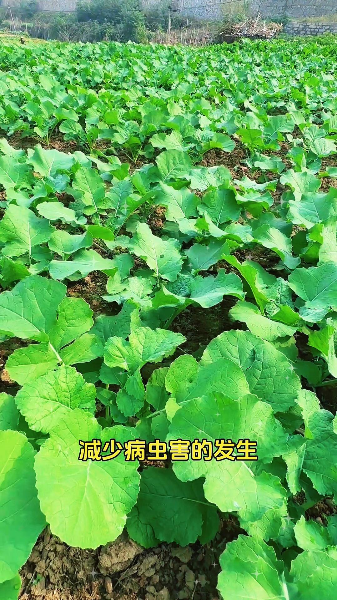 #上热门🔥 #抖音热搜 #农业种植 #农业种植