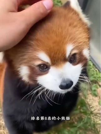 求救,怎么可爱的,这谁顶得住,#神奇的大自然 #小熊猫 #动物 #动物科普