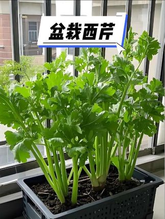 阳台小院#芹菜种植,直接用(西芹苗)长的比种子长的更好,阳台小院种上几颗真的能吃到天荒地老,一边掰着吃一边长也是绝了 !#西芹苗 #小菜园 #在家种菜 #自己种的纯天然的绿色蔬菜